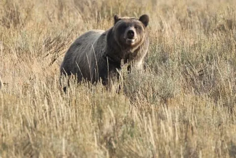 Backpacker Attacked by Bear in National Park Flown to Trauma Center